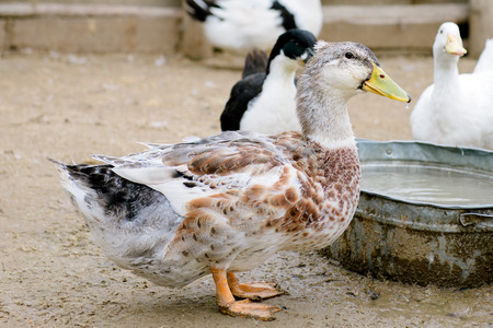 birdsの写真素材