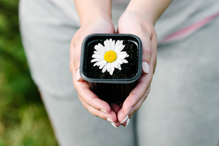 camomile in a flowerpot