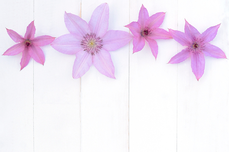 summer flowers on a white backgroundの写真素材
