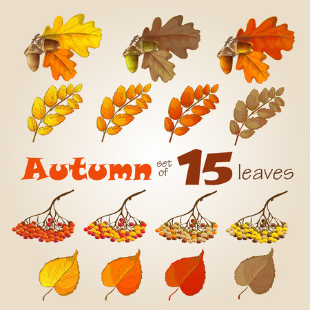 a set of autumn leaves of different colors linden, mountain ash, oak, acorn, berriesのイラスト素材