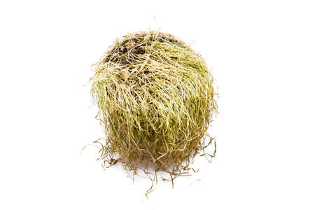Wilted potted grass on a white background