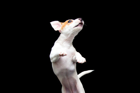 Jack Russell Terrier Puppy