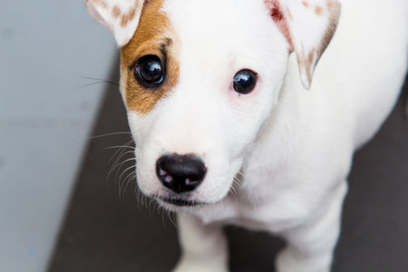 Jack Russell Terrier Puppy