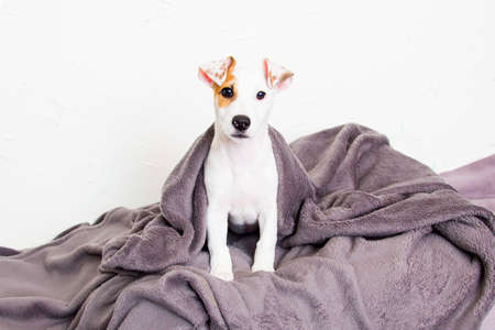 Jack Russell Terrier Puppy