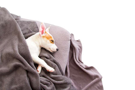 Jack Russell Terrier Puppyの写真素材