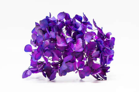 Dried flowers on a white backgroundの写真素材