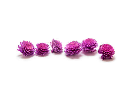 Dried flowers on a white backgroundの写真素材
