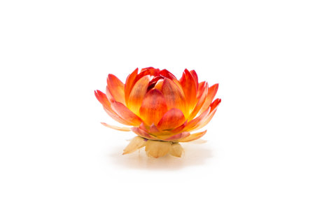Dried flowers on a white backgroundの写真素材