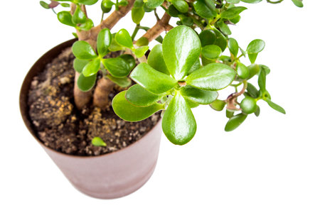 Houseplant on a white backgroundの写真素材