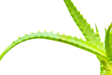 Houseplant on a white backgroundの写真素材