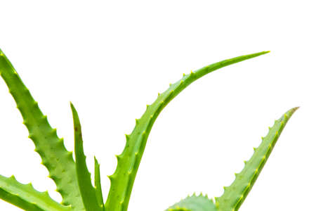 Houseplant on a white backgroundの写真素材