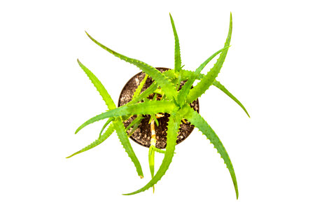 Houseplant on a white backgroundの写真素材