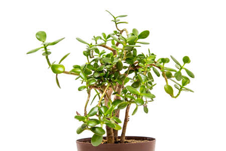 Houseplant on a white backgroundの写真素材
