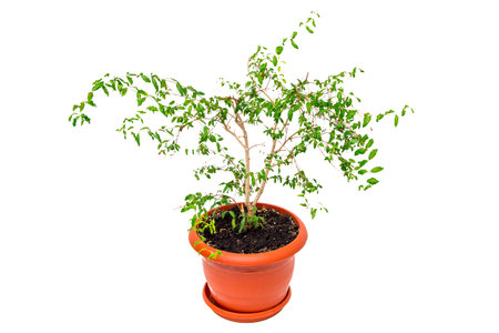 Houseplant on a white backgroundの写真素材
