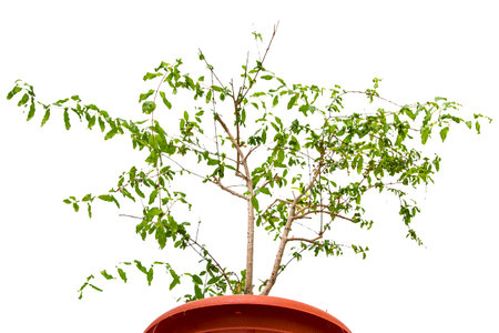 Houseplant on a white backgroundの写真素材