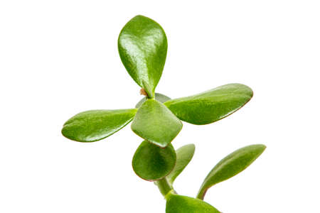 Houseplant on a white backgroundの写真素材