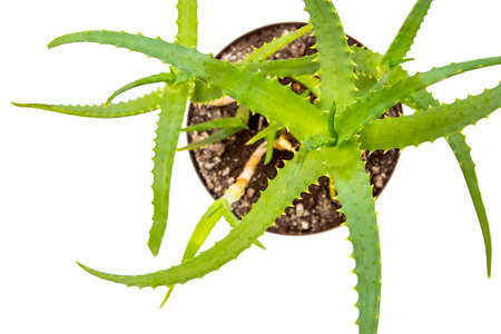Houseplant on a white backgroundの写真素材