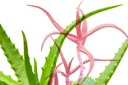 Houseplant on a white backgroundの写真素材