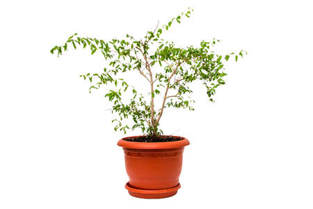 Houseplant on a white backgroundの写真素材