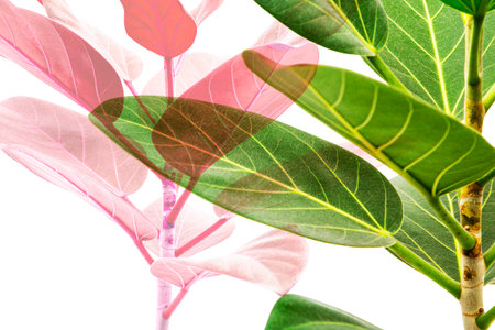 Houseplant on a white backgroundの写真素材