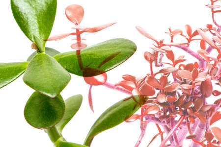 Houseplant on a white backgroundの写真素材