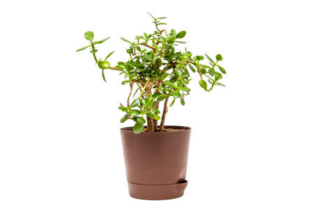 Houseplant on a white backgroundの写真素材