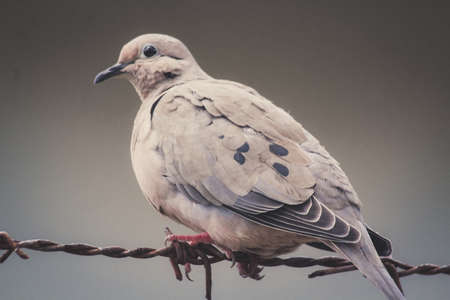A Ruddy Ground Dove sitting on barbed wireの写真素材