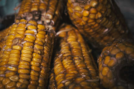 A group of dried harvested corn