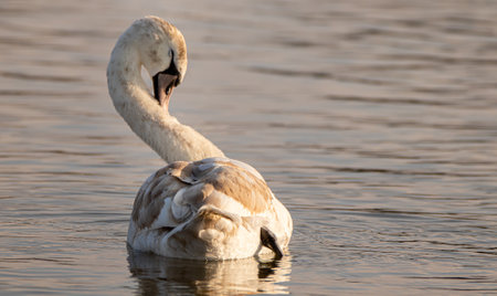 Beautiful Swan swimming in the lakeの写真素材
