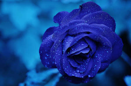 blue rose with water drops imageの写真素材