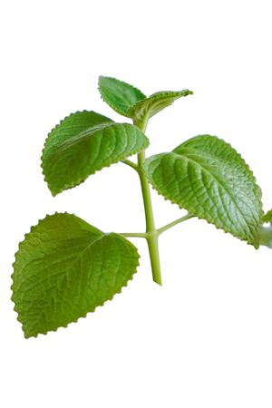 Green leaf of Solenostemon amboinicus isolated on white backgroundの写真素材