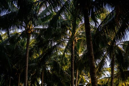 Coconut tress with beautiful sunglightの写真素材