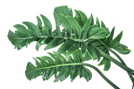 Tropical jungle monstera leaves isolated on white backgroundの写真素材