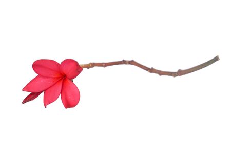 Blooming red plumeria flower isolated on white backgroundの写真素材