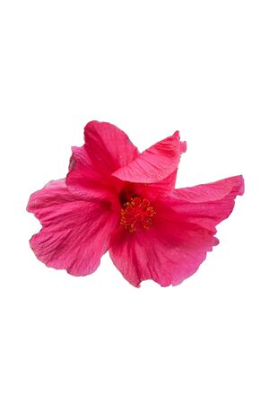 Red blooming hibiscus rose flower isolated on white backgroundの写真素材
