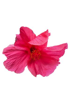 Red blooming hibiscus rose flower isolated on white backgroundの写真素材