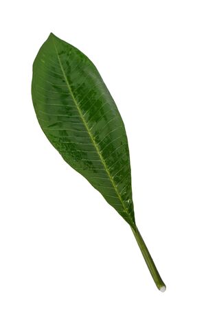 Green plumeria leaf isolated on white backgroundの写真素材