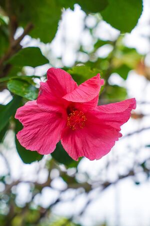 Red blooming hibiscus rose flower isolated with bokeh backgroundの写真素材