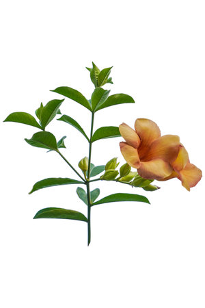 Yellowish blossom hibiscus flower isolated on white backgroundの写真素材