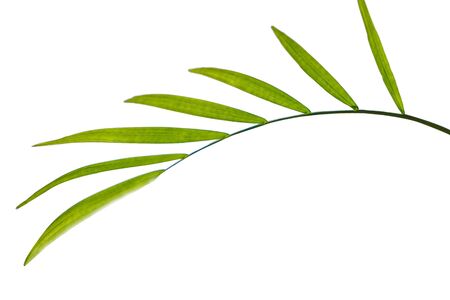 single Green leaf of palm trees isolated on white backgroundの写真素材