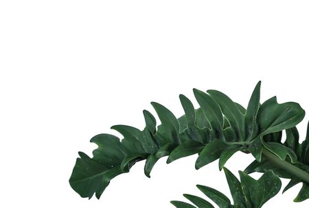 Tropical jungle monstera leaves isolated on white backgroundの写真素材