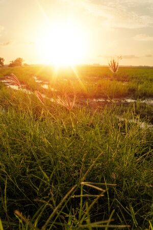 Close up of green grass with sunset backgroundの写真素材