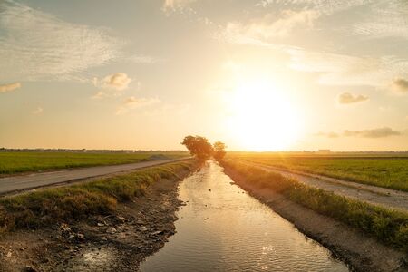 Paddy field view with background sunsetの写真素材