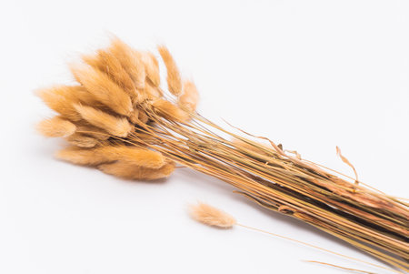 Dry flowers Cortaderia Selloana is known as Pampas grass. Family: Poaceae isolated on white background. Side view. Close up.の写真素材
