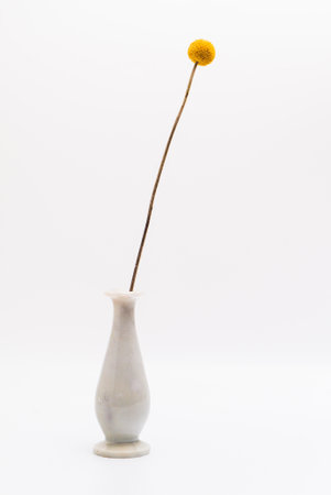 Yellow Craspedia (Billy Balls) flower in a ceramic classic vase for interior decoration. Studio shot and isolated on white backgroundの写真素材