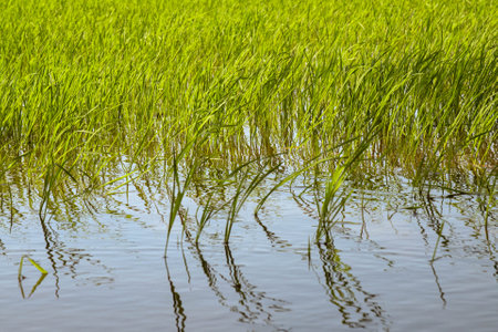Rice field and sky background at sunset time with sun raysの写真素材