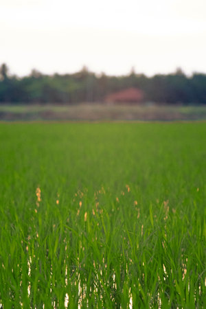 Ripe rice field and sky background at sunset time with sun raysの写真素材