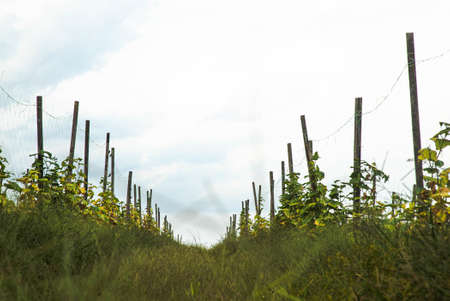 Agricultural farms view with cloudy blue sky viewの写真素材