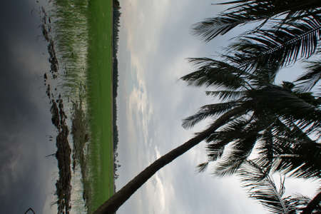 Beautiful evening view with cloudy sky at green paddy field and coconut tree as framingの写真素材