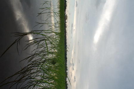 Beautiful evening view with cloudy sky at green paddy field and coconut tree as framingの写真素材